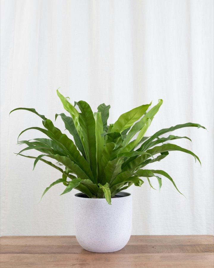 Bird's nest fern in a white pot on a wooden table
