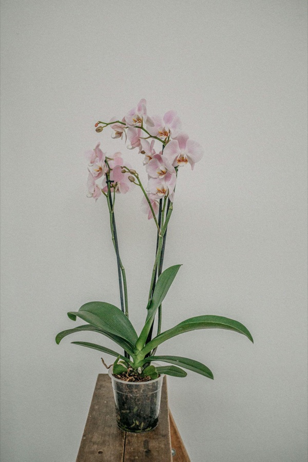 Pink phalaenopsis orchid in bloom on a wooden stand