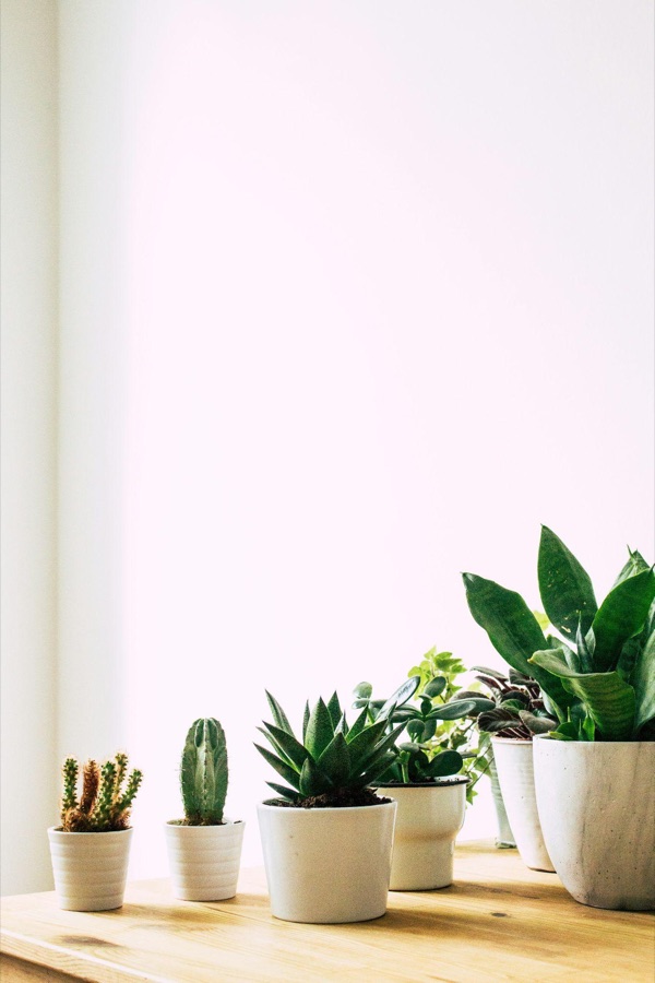 Row of small potted cacti and succulents on a wooden shelf