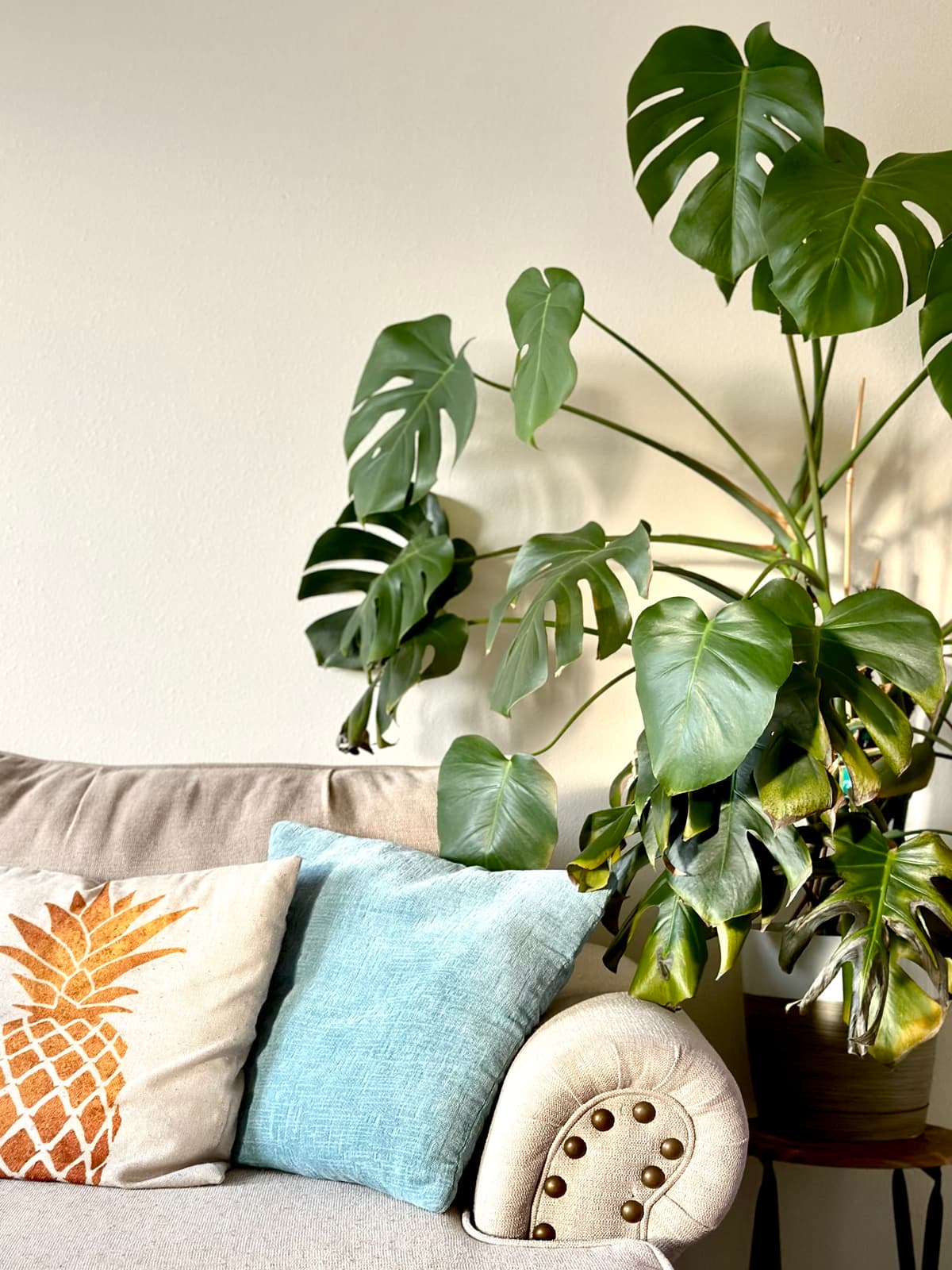 A mature monstera, Monstera deliciosa, beside a couch, several of its lower leaves yellowed and browning at the edges